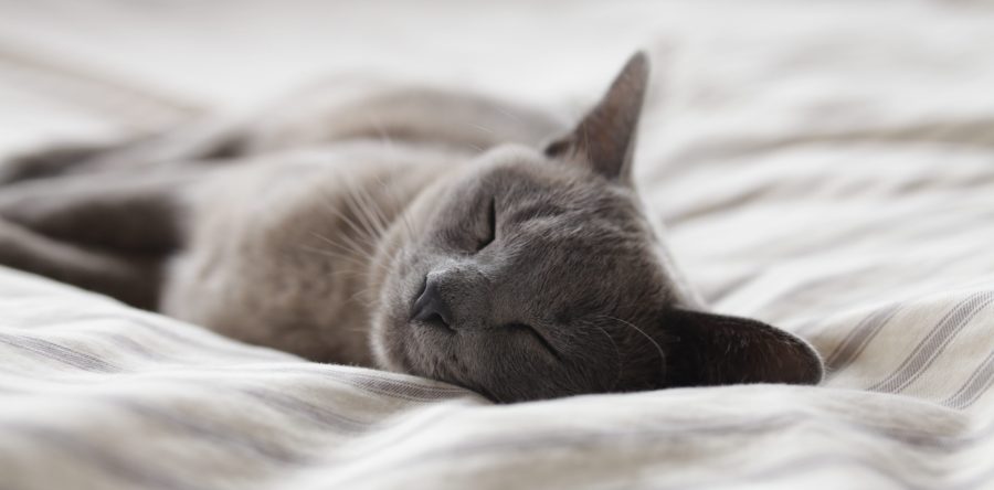 Vuoi una vita tranquilla? Migliora l’isolamento acustico della tua casa